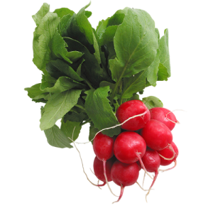 Red Radish