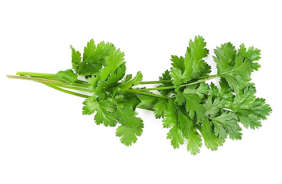 Coriander